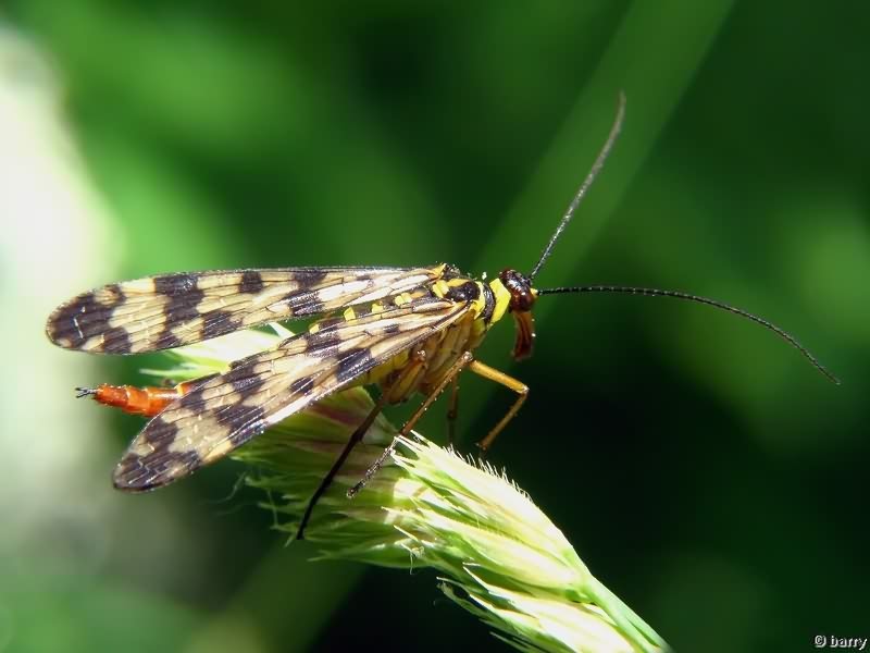 Panorpa communis Linnaeus, 1758